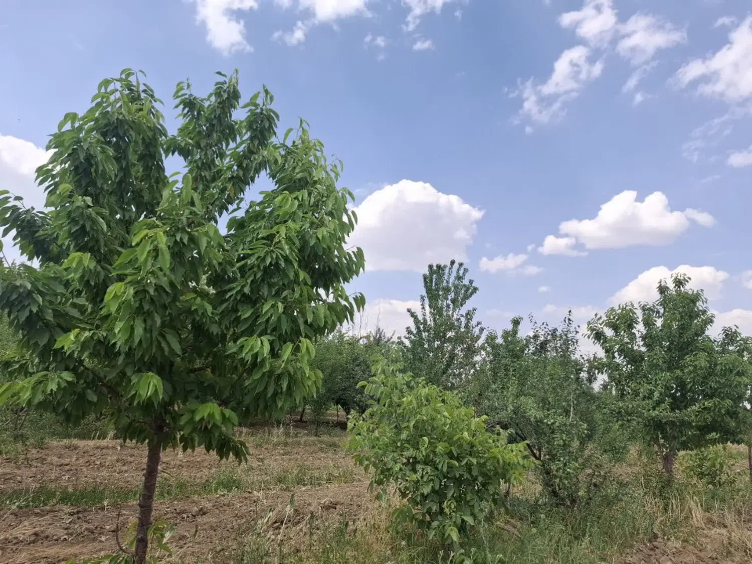 باغ میوه