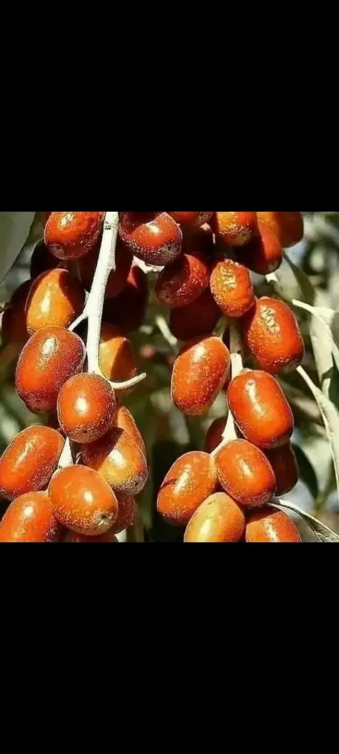 زمین باغی در نزدیک شهرک سلیمی