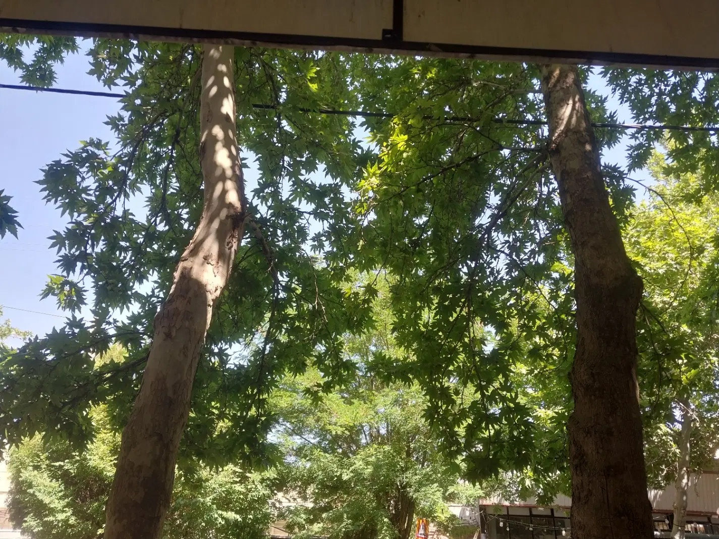 فروش زمین باغی