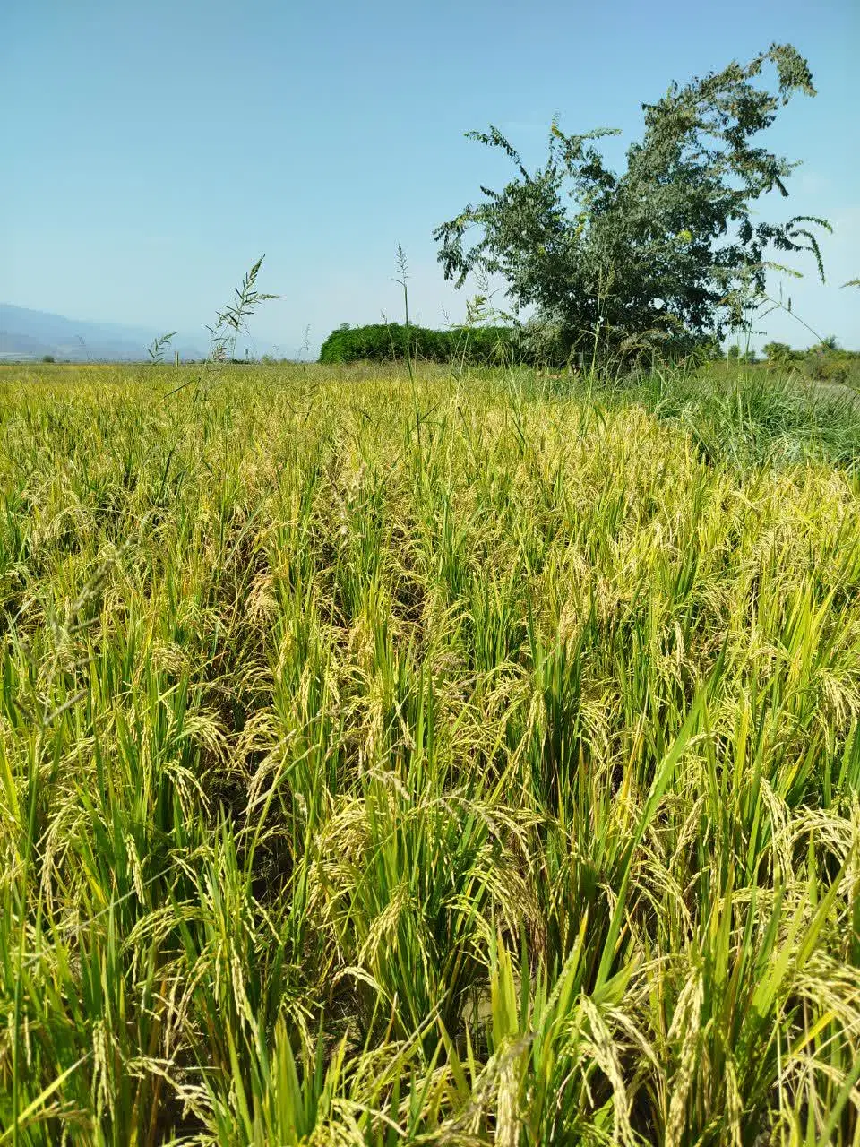 زمین کشاورزی