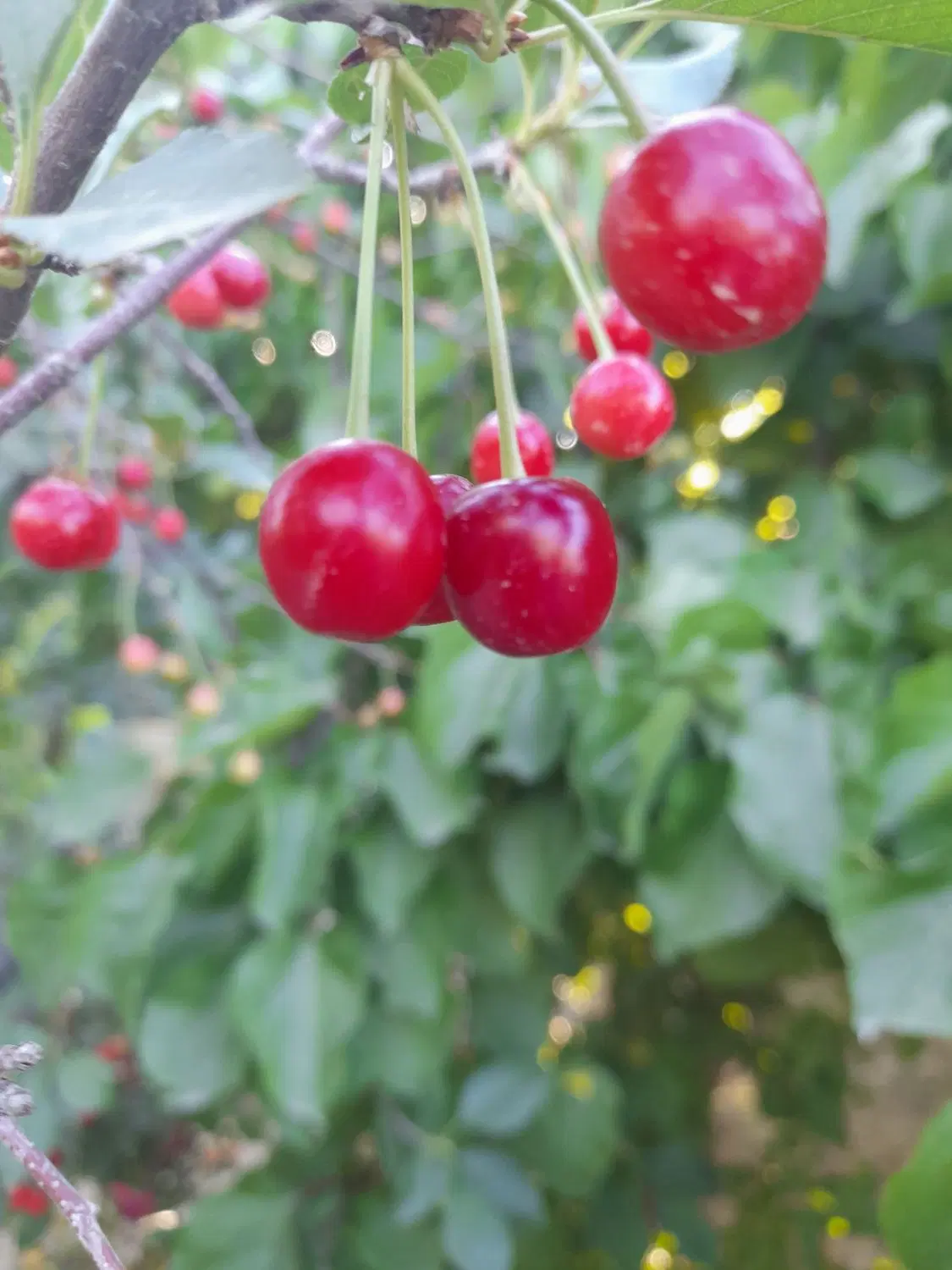 ۷۰۰متر باغچه سند تک برگ عرصه واعیان شهریار