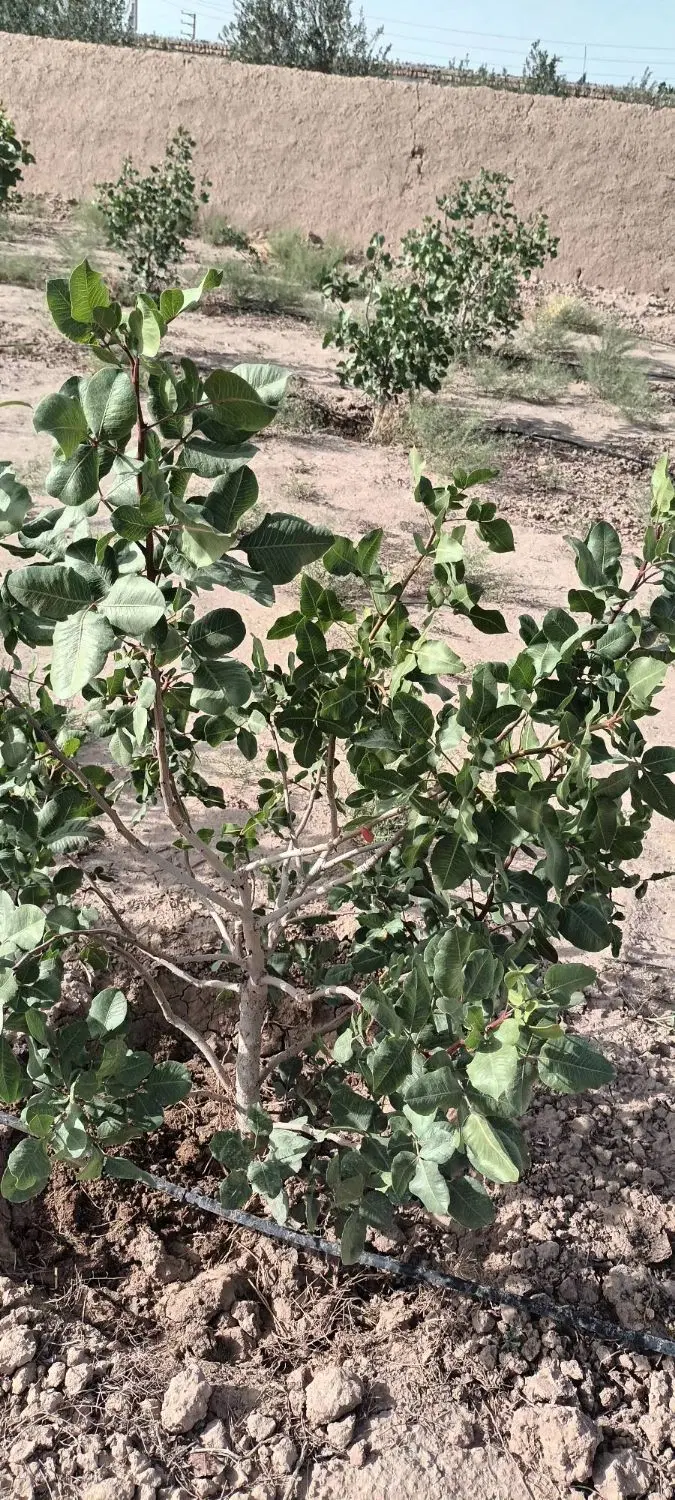 باغچه