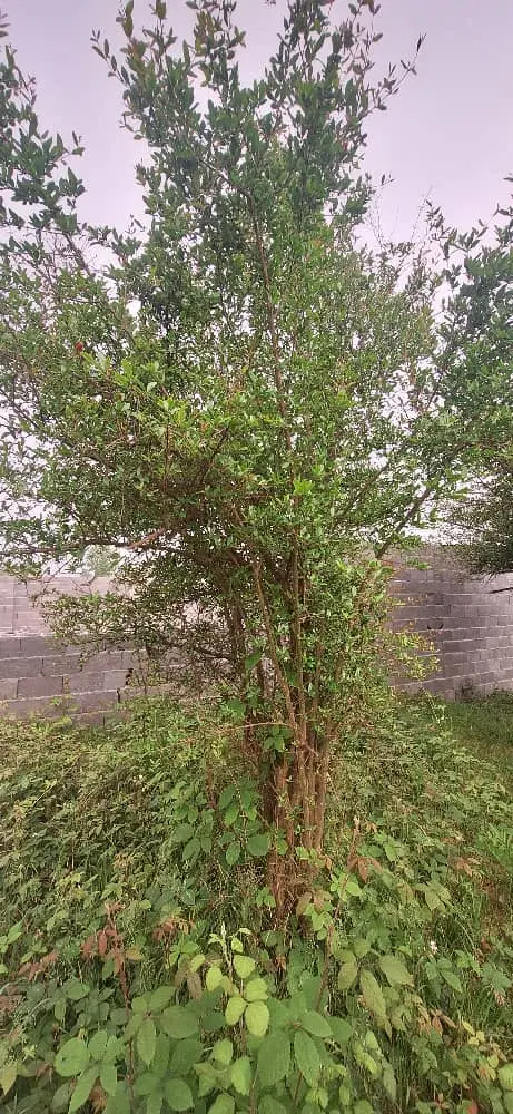 فروش زمین