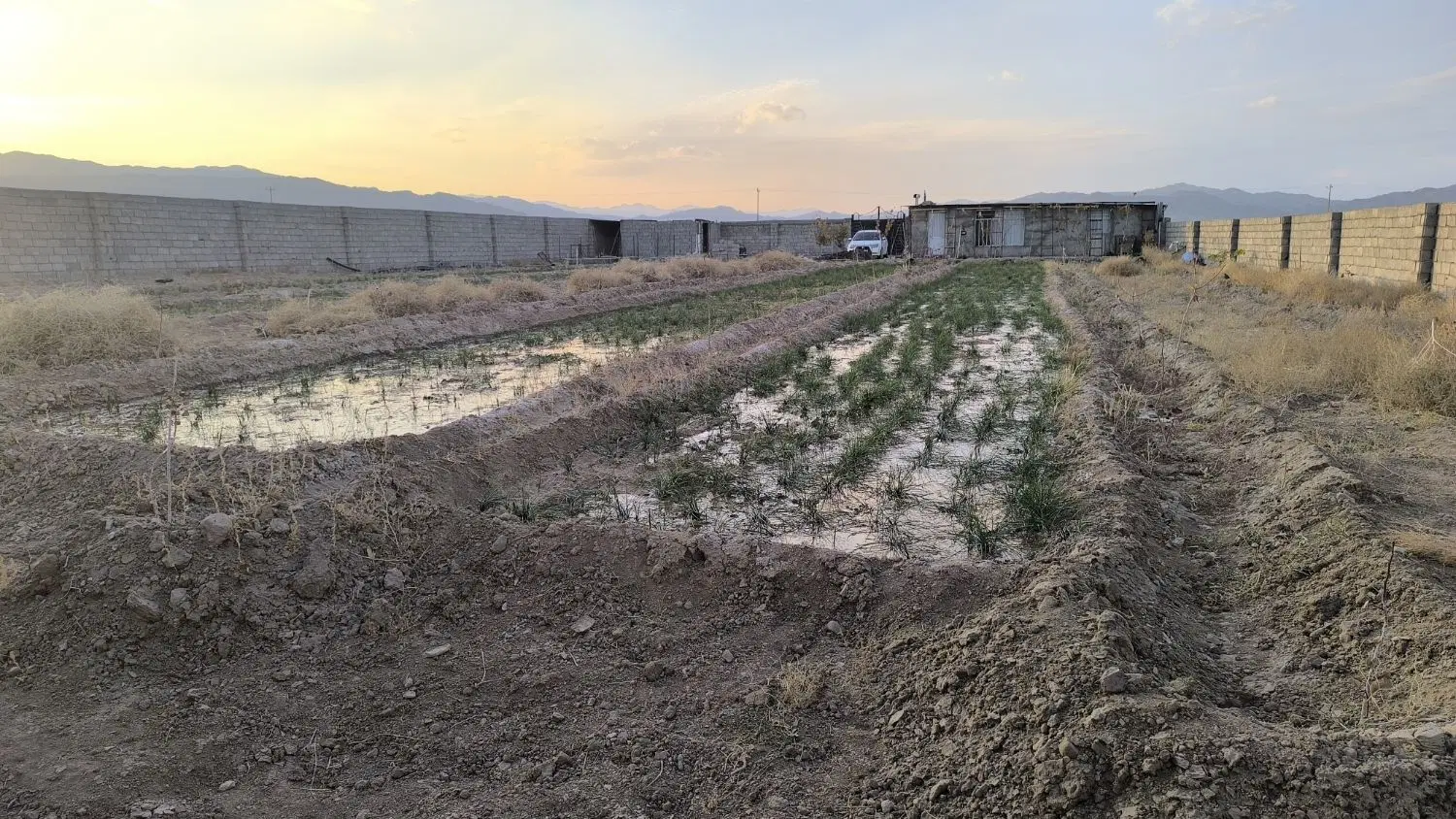 باغ . زمین کشاورزی