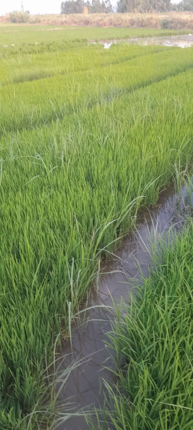 زمین کشاورزی آبی
