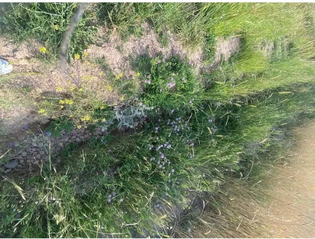 زمین رشتقون