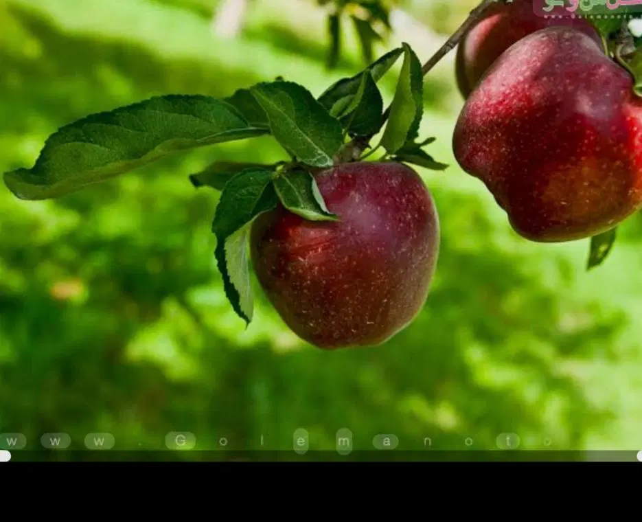 اجاره باغ سیب