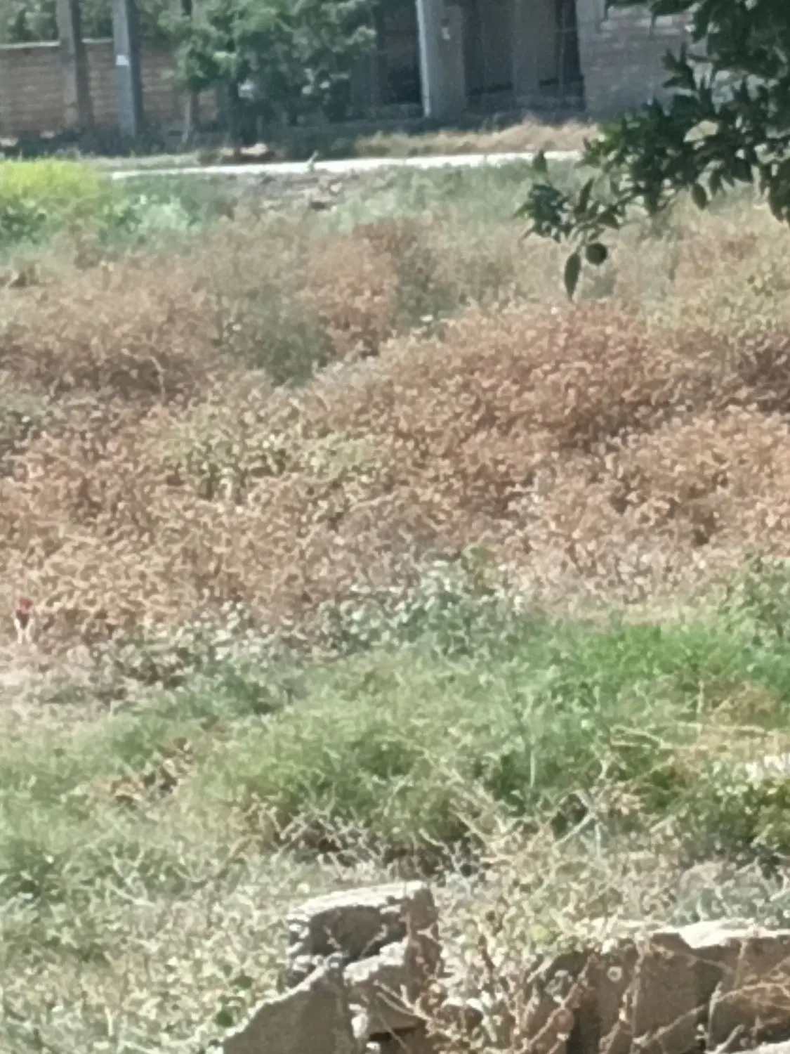 فروش ۴۰۰ متر زمین مسکونی