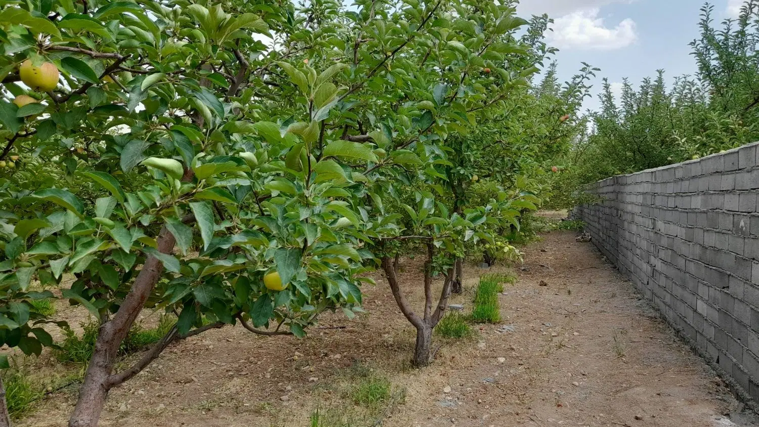 زمین