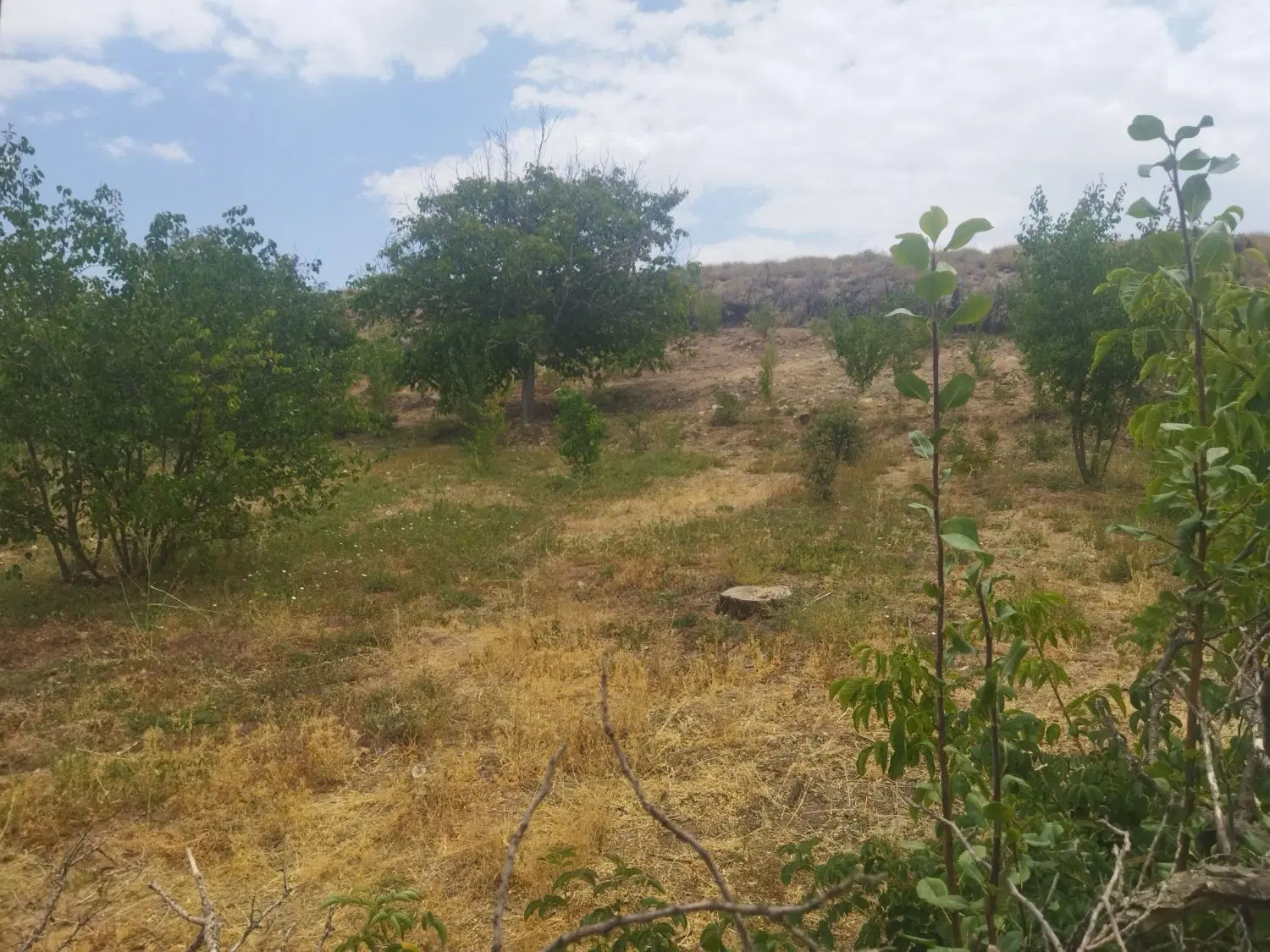 فروش خانه باغ و ملک کشاورزی