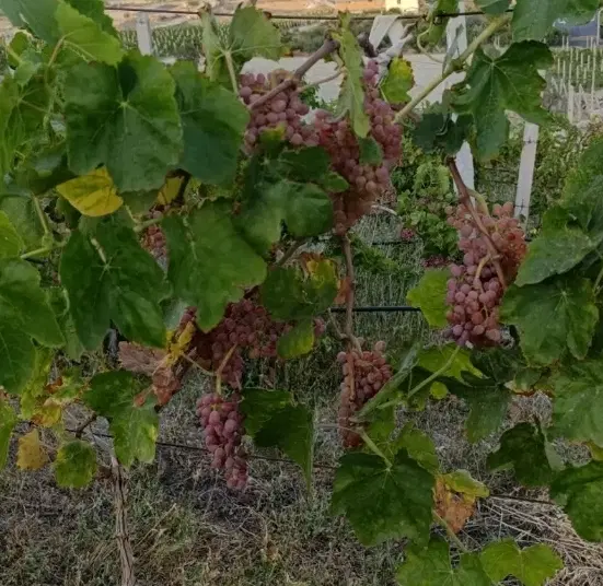 باغ امامزاده اسلاملو با مجوز ساخت