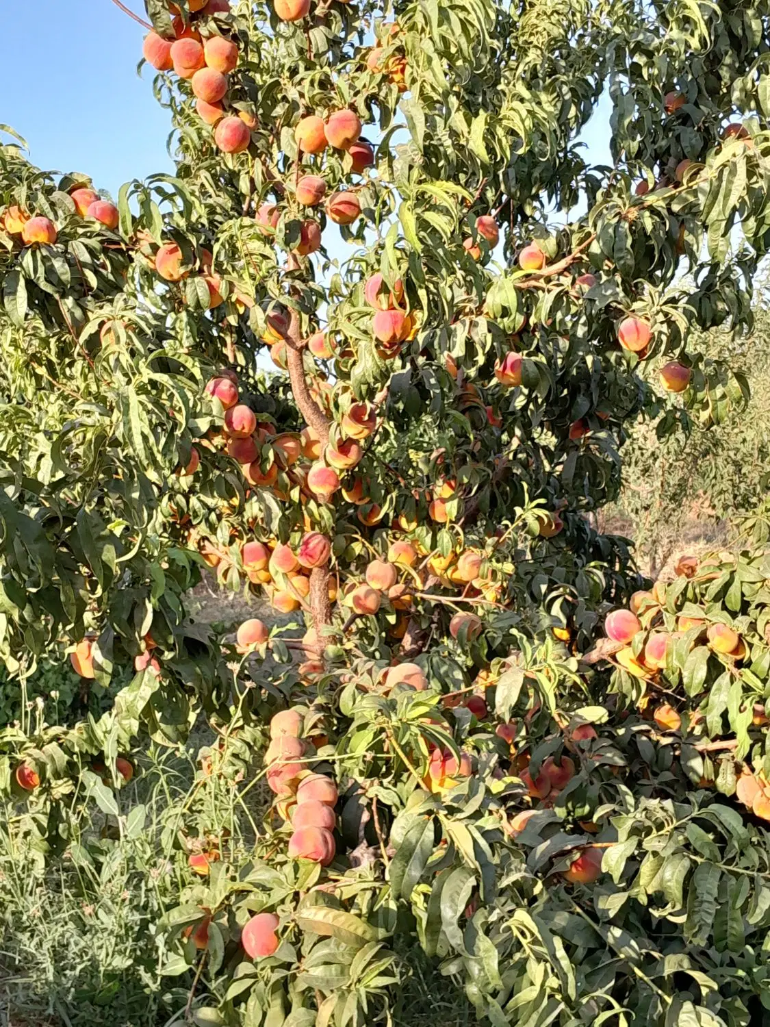 فروش باغ و باغچه