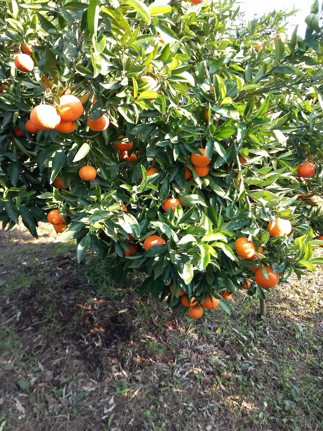 فروش باغ