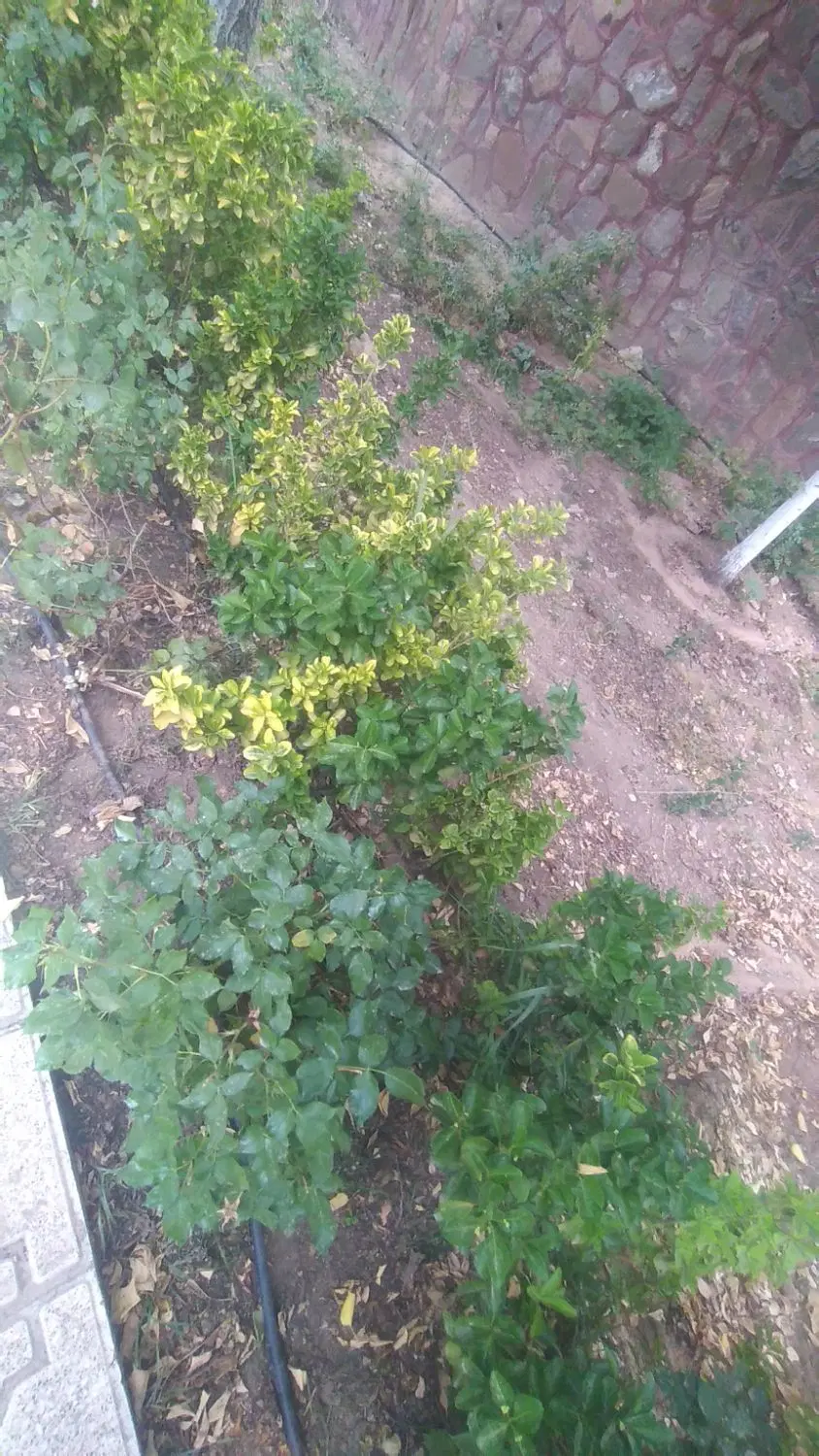 زمین فروشی غفاری ۳