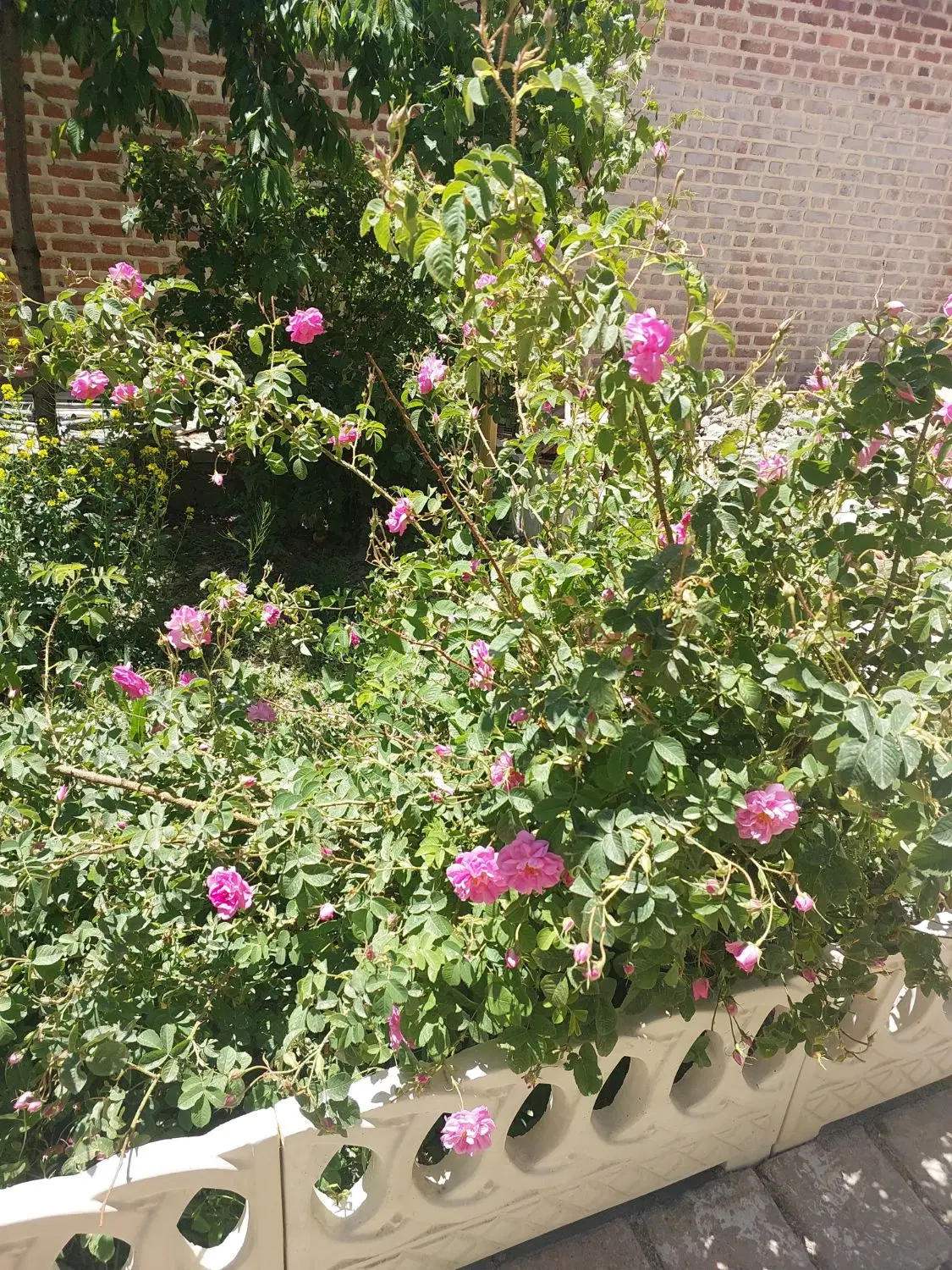 باغ مناسب مراسمات و دورهمی