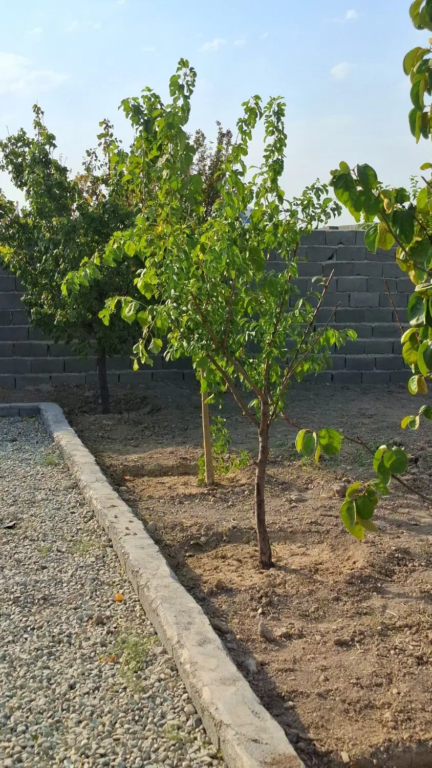 باغچه خوشقواره ۲۰۹ متری سندتکبرگ