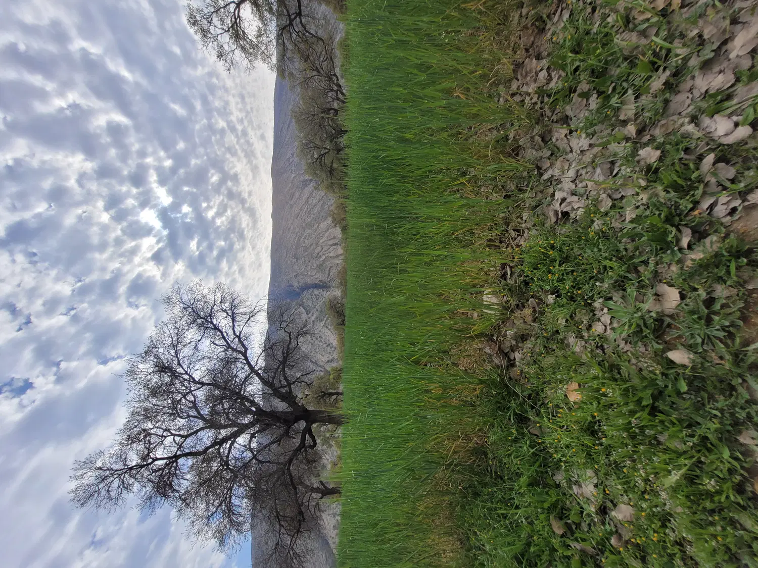 یک قطعه زمین ۶۶۲متر