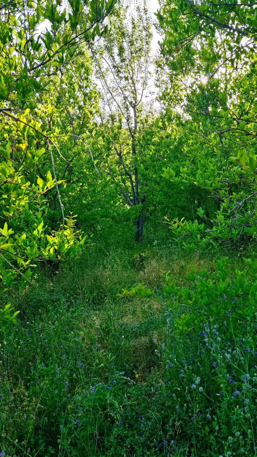 باغ انار کوشک ملک زمین
