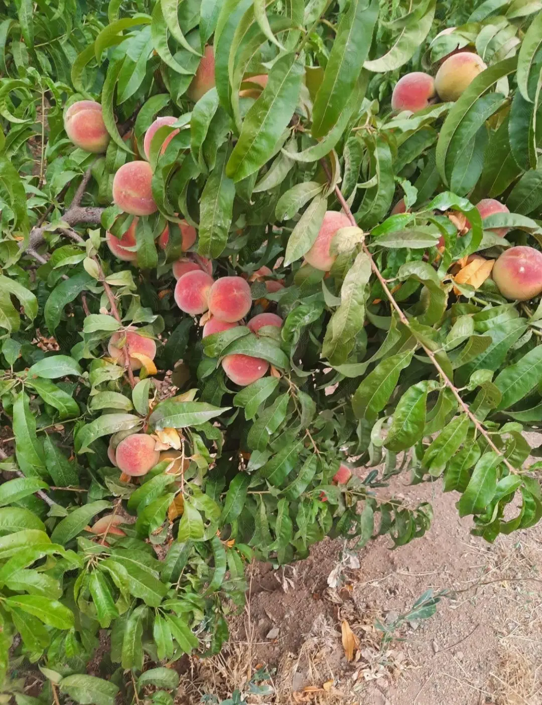 فروش ۲۰۰۰متر باغ
