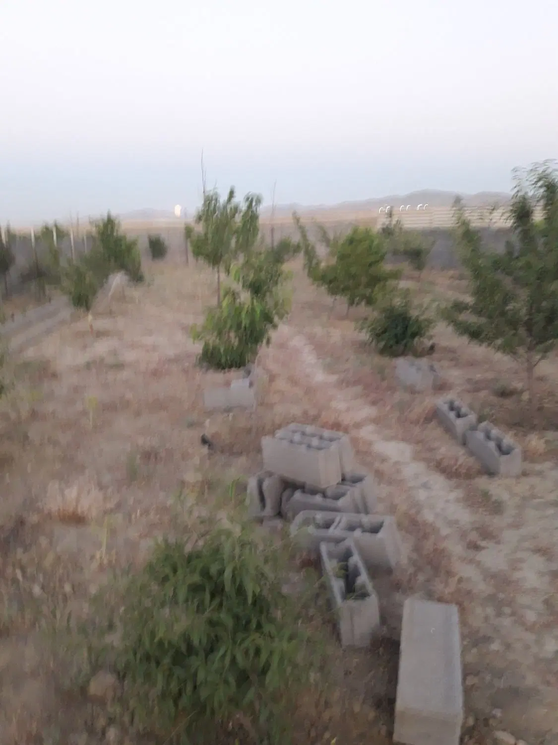 فروش باغ
