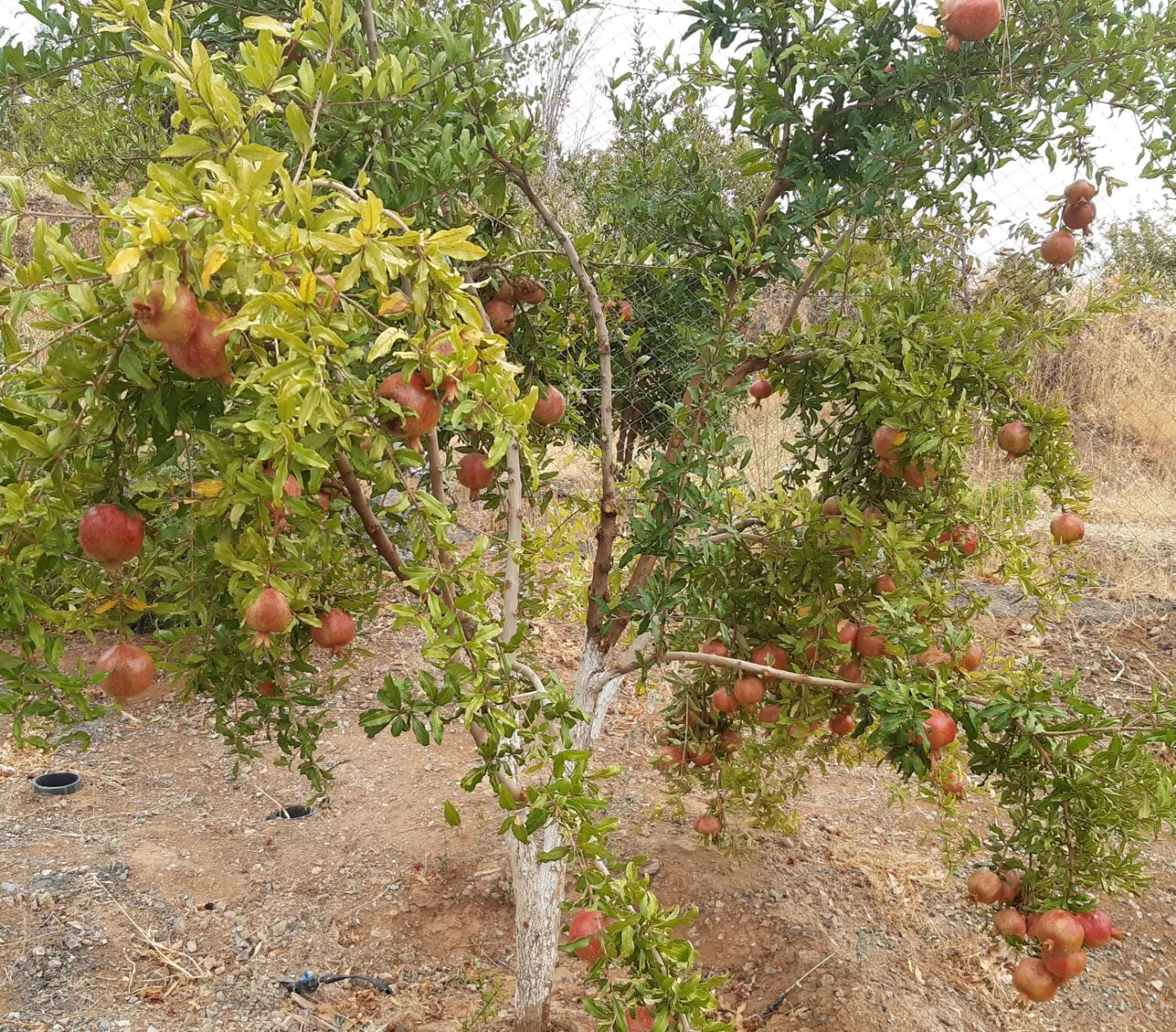 باغ و ویلای نزدیک شهر
