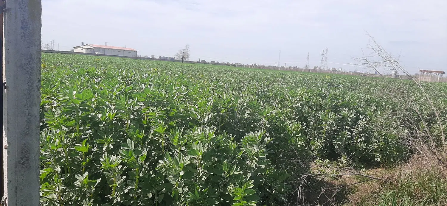 زمین کشاورزی کردکوی گرگان