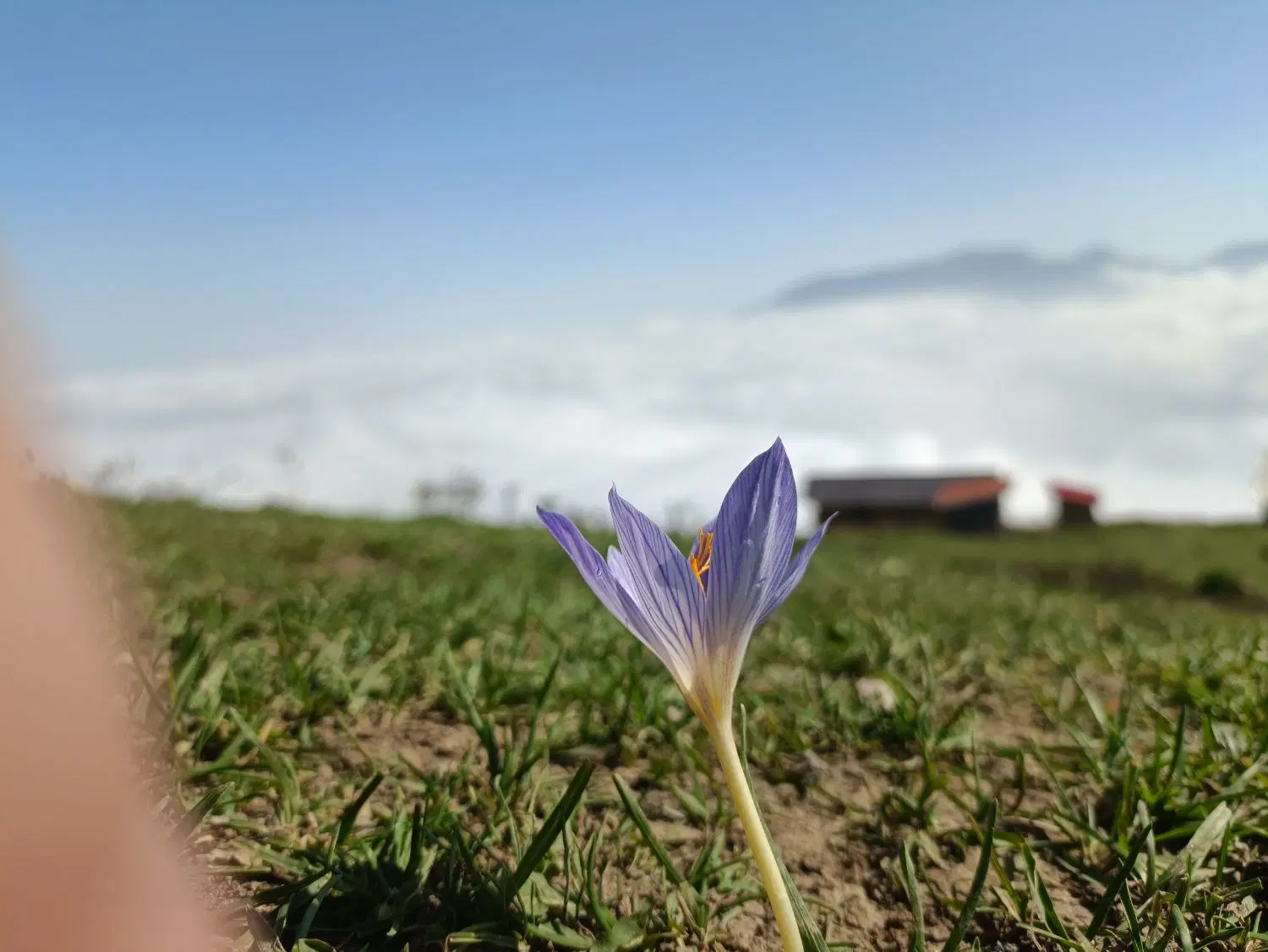 زمین کشاورزی بین کازرون بالاده