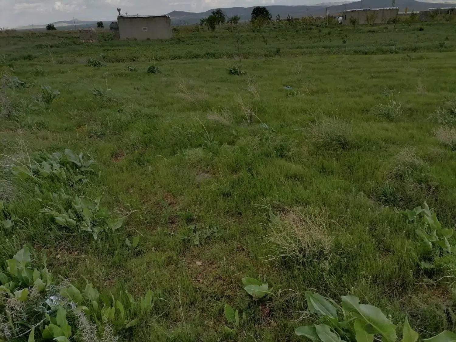 زمین و باغ انگور با ۴ ساعت آب