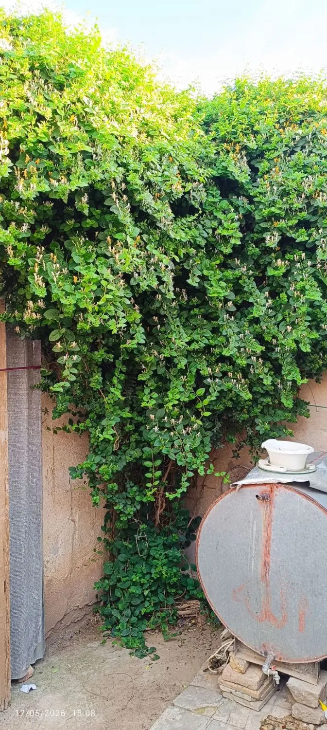 خانه ۱۴۱متری کلنگی کل هواس