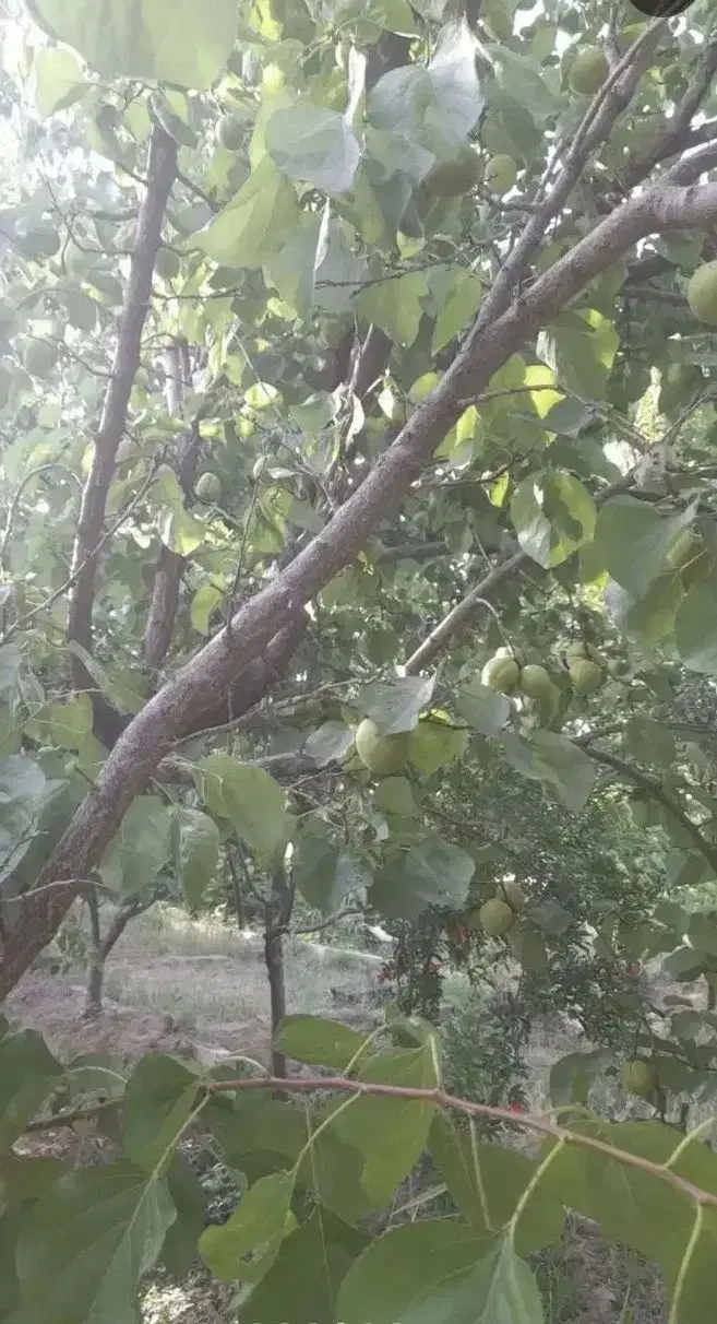 فروش زمین پیشک۳ از ۳۰۰ متر به بالا