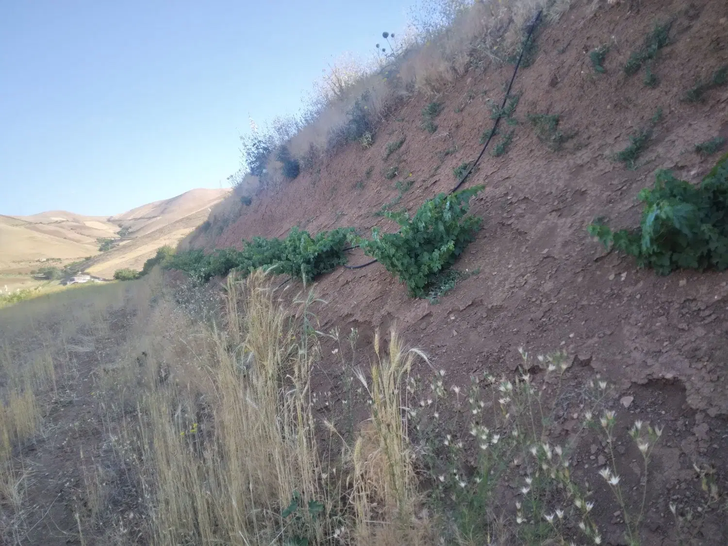 زمین کشاورزی
