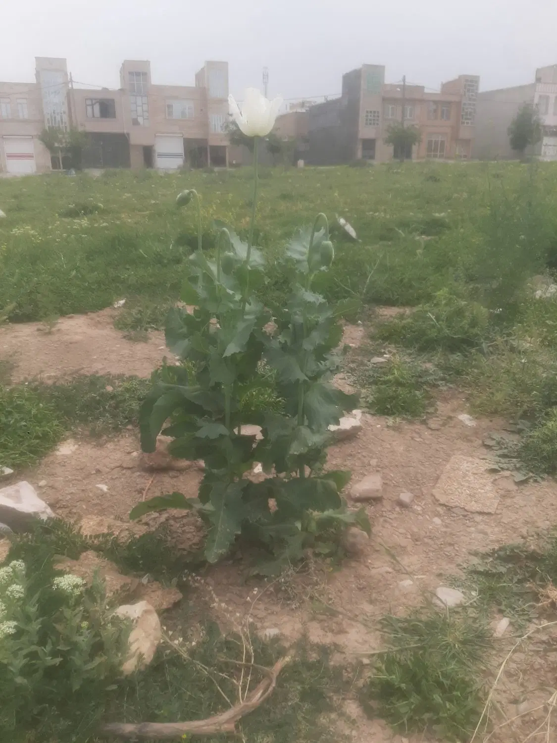 زمین فدک ۲