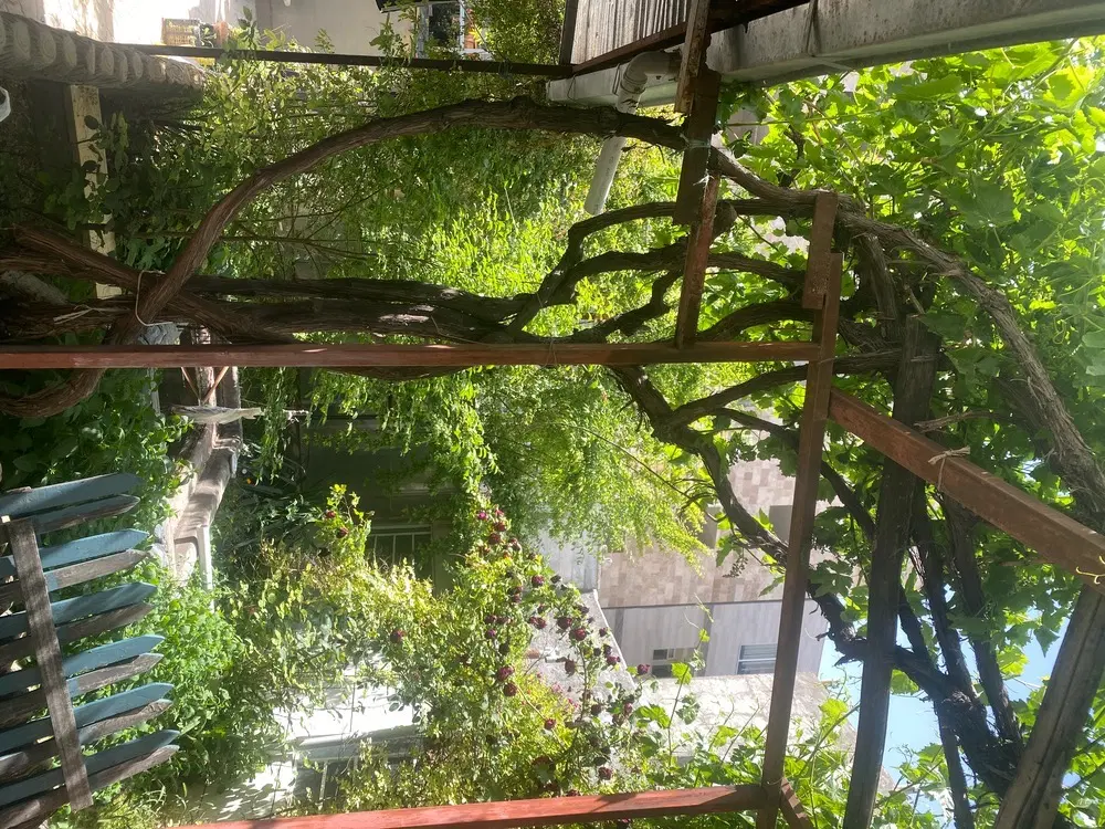 ویلایی شکری