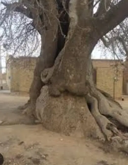 زمین حسین آباد تنگچنار