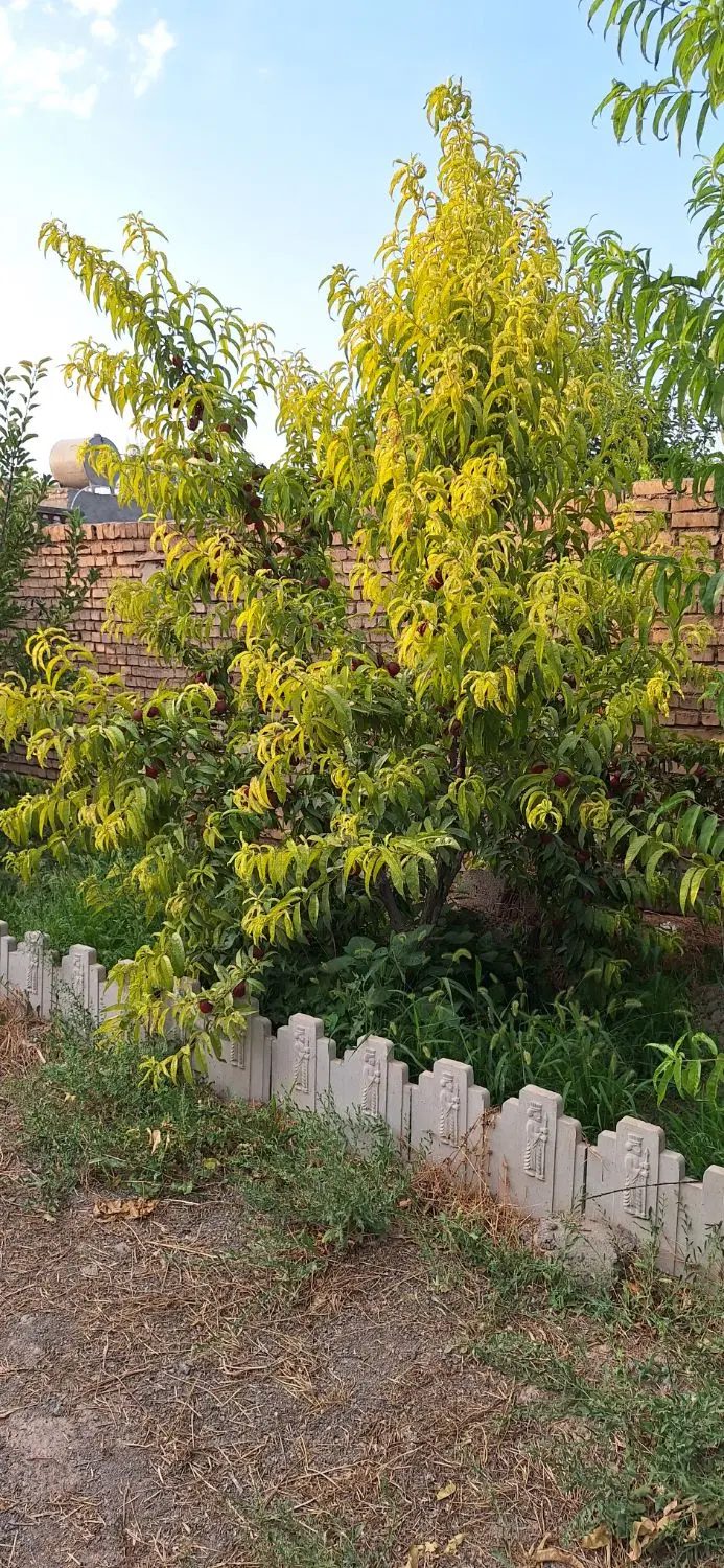 باغ در روستای بهار ۴۵۰ متر
