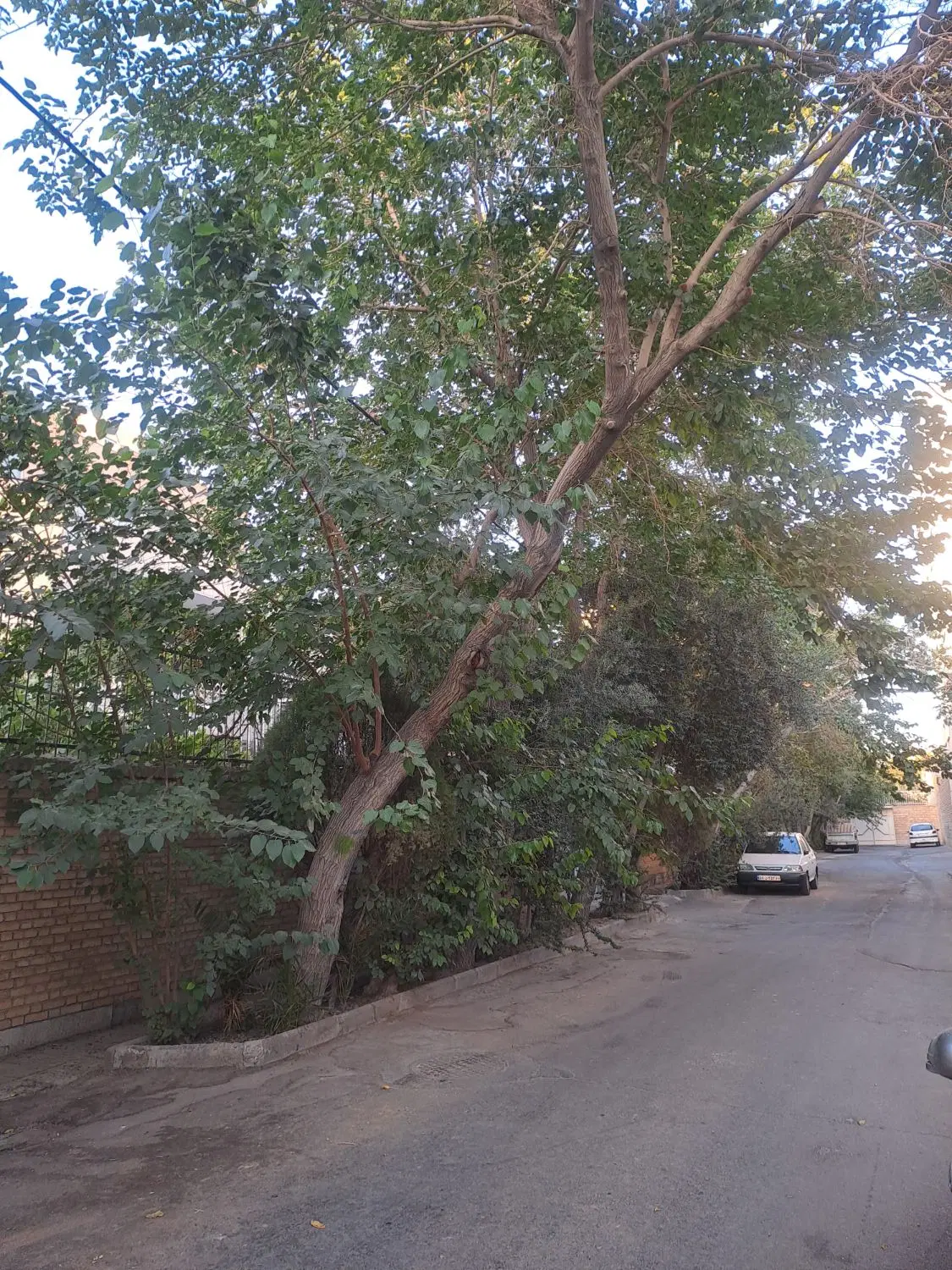 ویلایی ۲۰۰ متری درب حیاط سروستان خراسانی