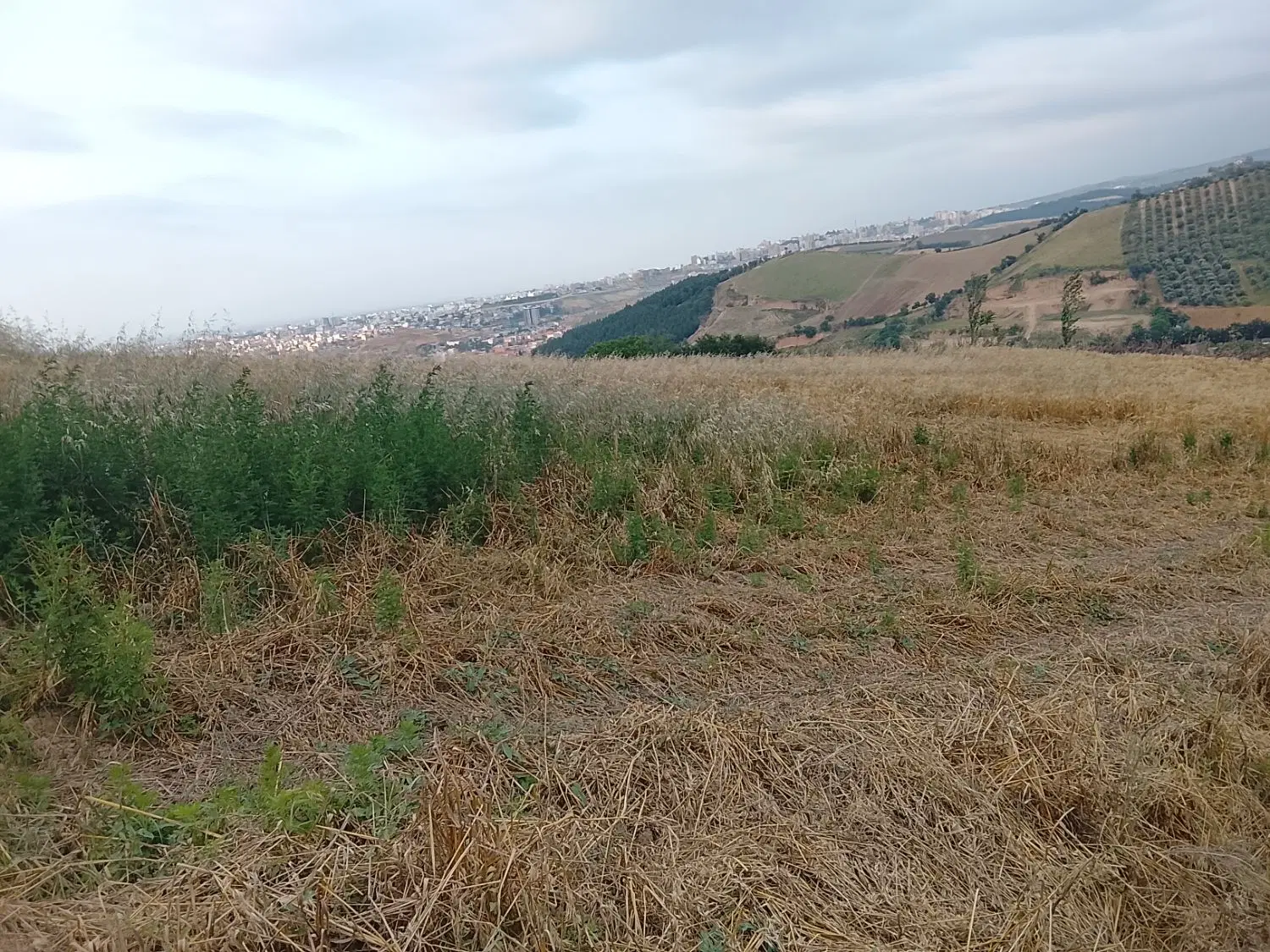زمین چندمنظوره گلند تاریکی گرگان ویو ابدی
