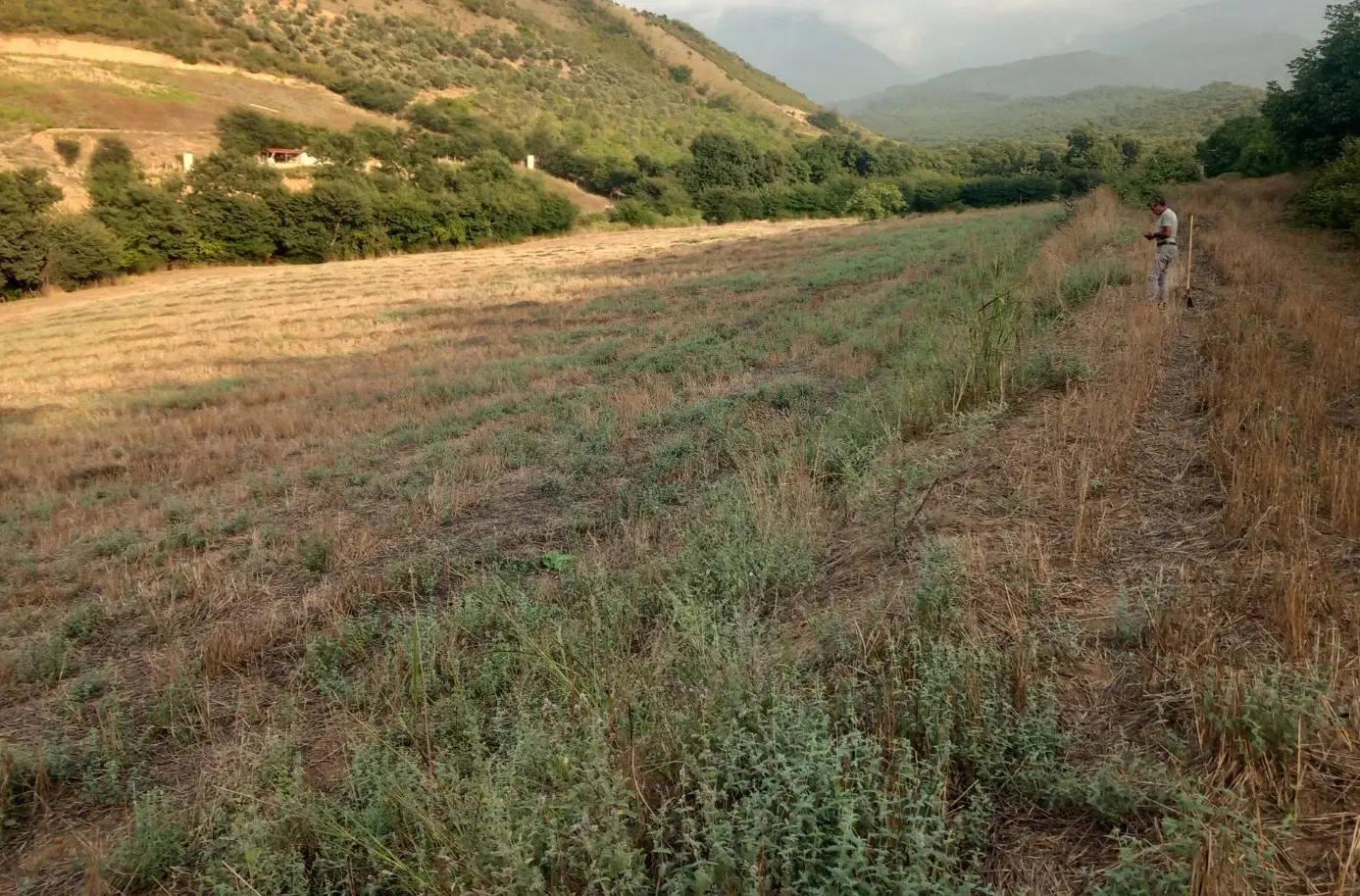 زمین کشاورزی اجاره ای توسکستان
