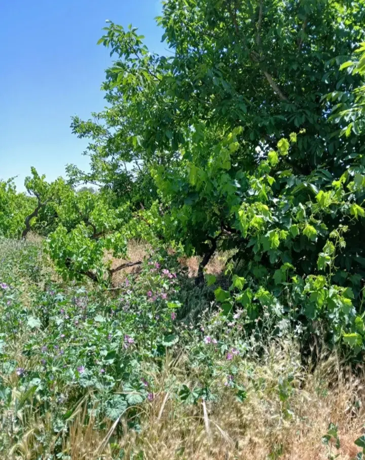 زمین حوزه شهری ۲۸۰متر