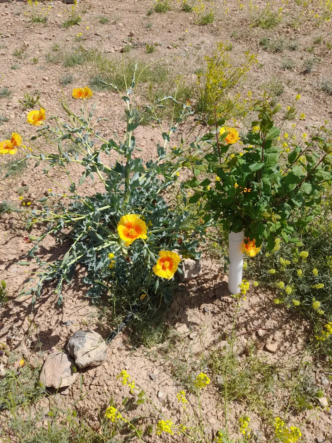 فروش زمین باغی