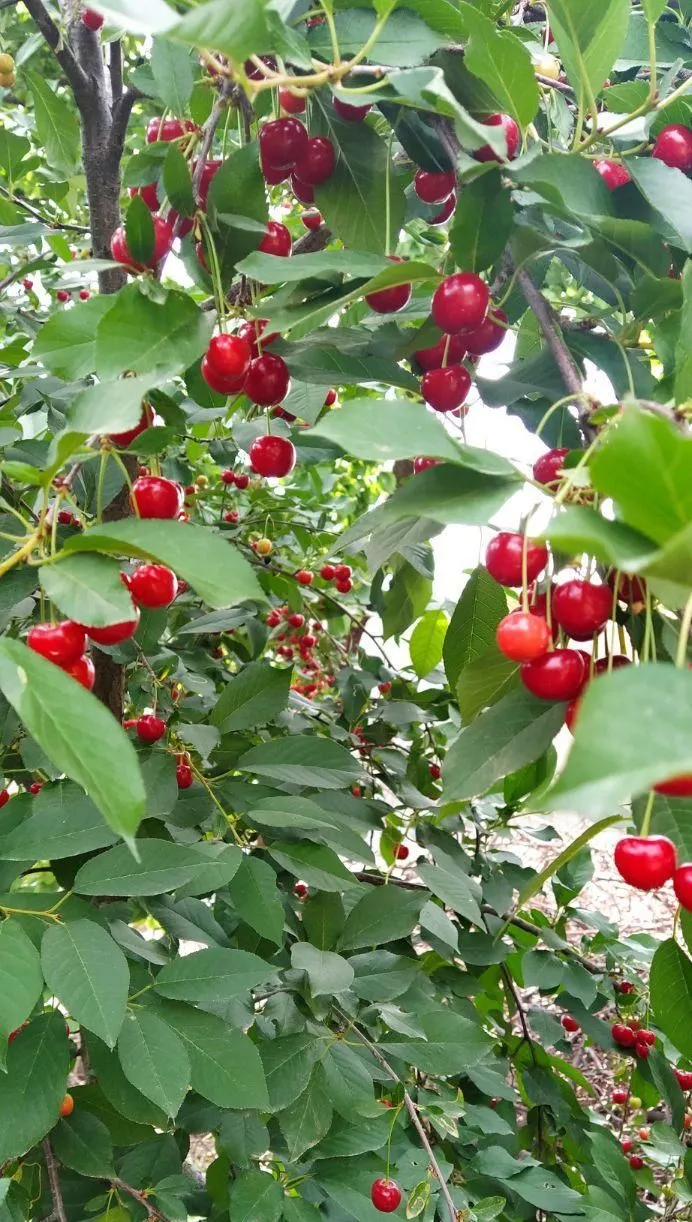 باغچه ۷۰۰متر خوشنام ( سند ۶دانگ)