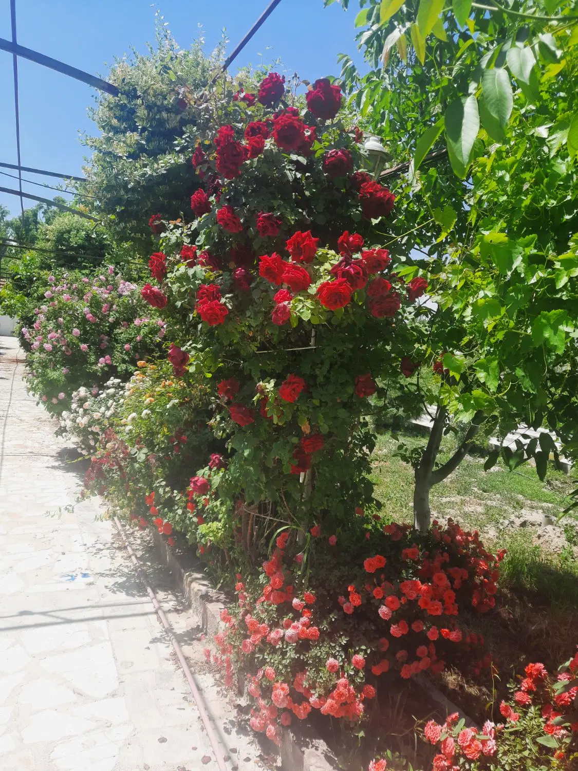 باغ و ویلا ۷۰۰۰متر
