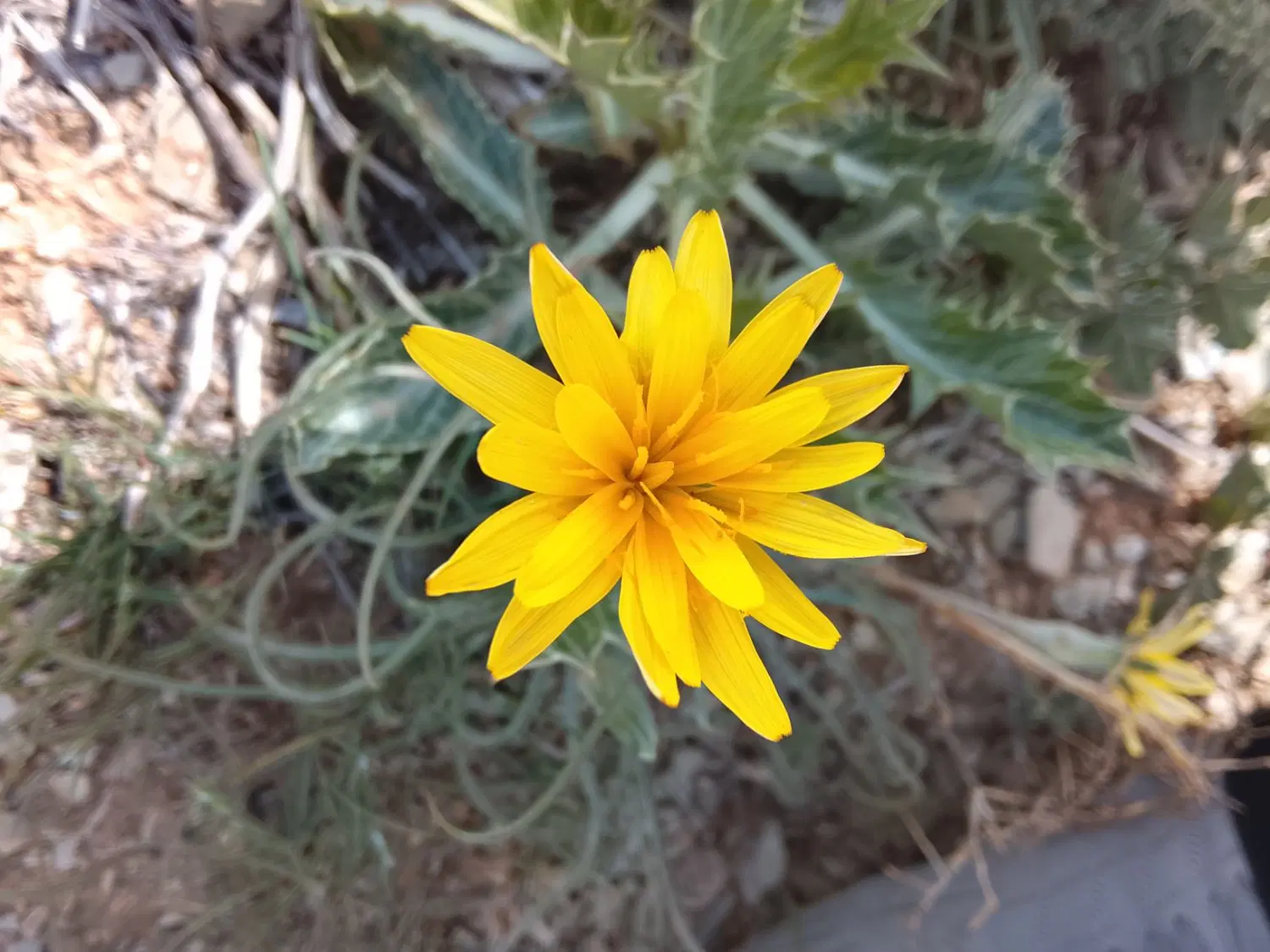 زمین کشاورزی