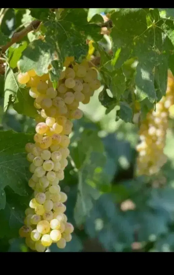 فروش باغ انگور