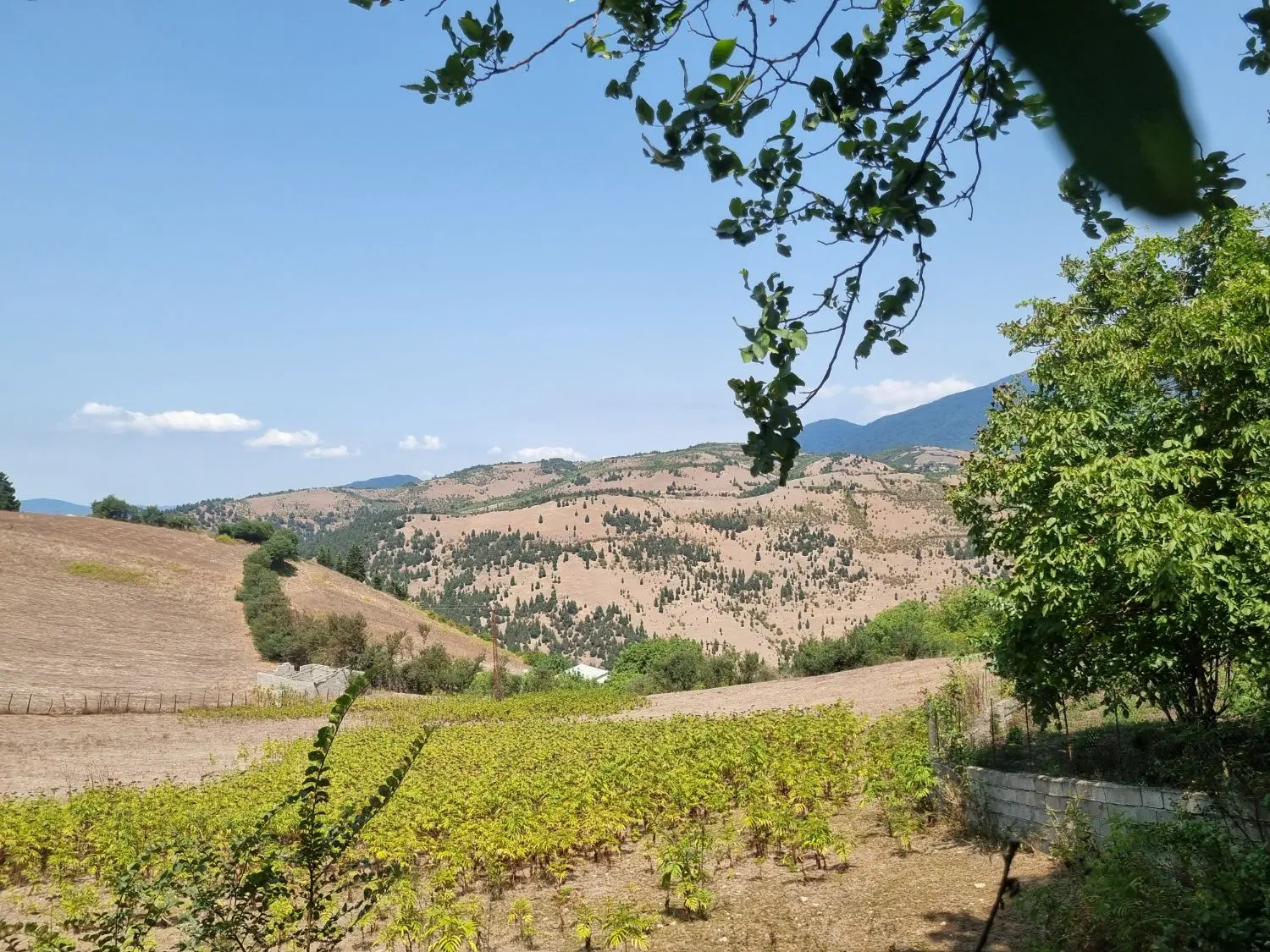 زمین  مسکونی ۵۰۰منری روستای زیبای مخشهر توتکابن