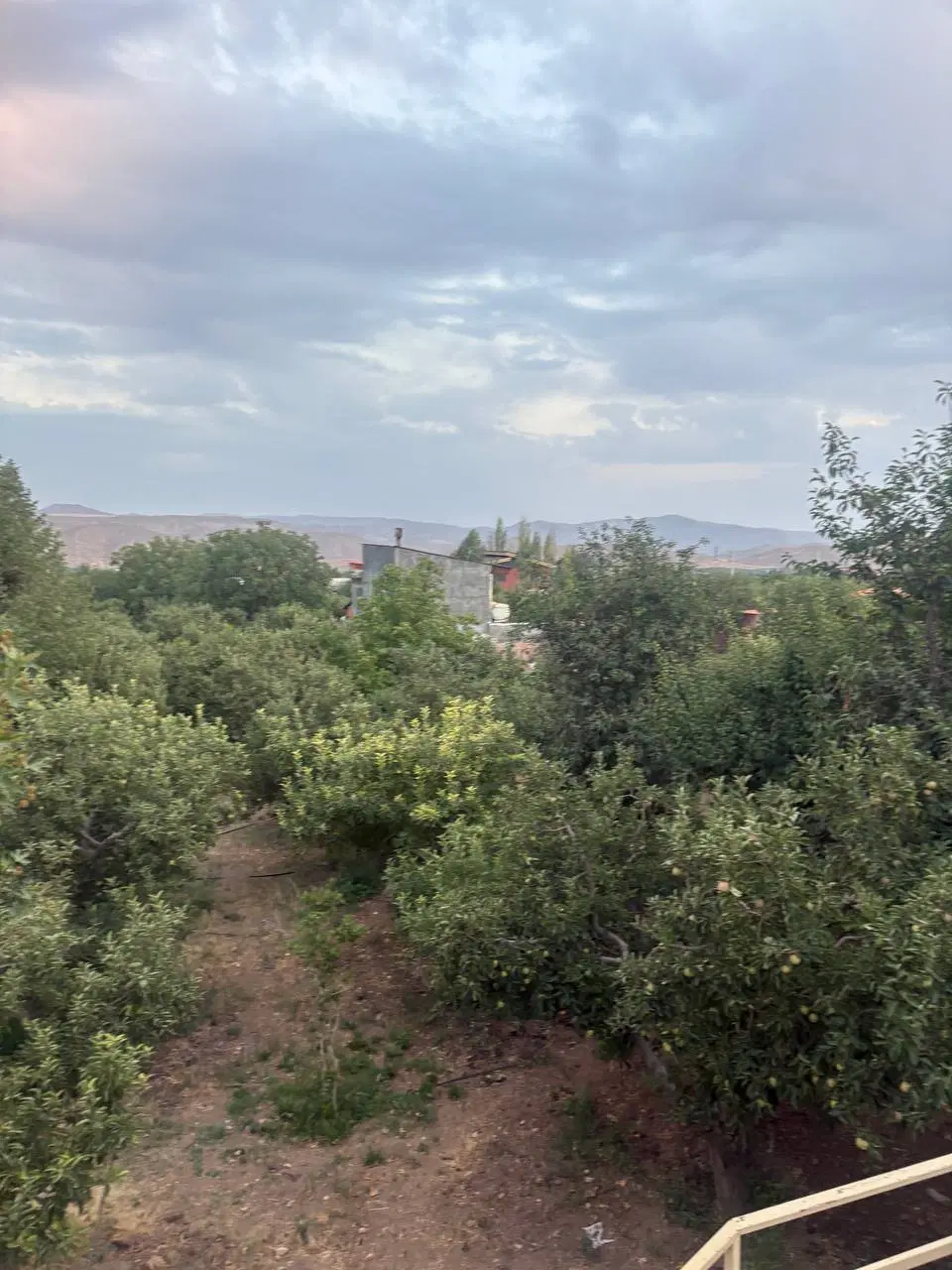 فروش ۲۰۰ باغچه سرمایه گزاری باغ زمین جابان