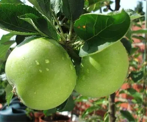 باغچه ۸۰۰متر دارای آب ۱۶۰۰۰۰۰۰۰۰