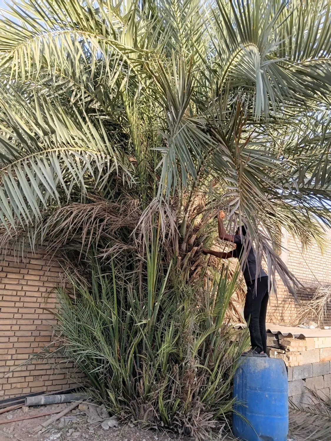 نرسیده به شوشتر عرب حسن