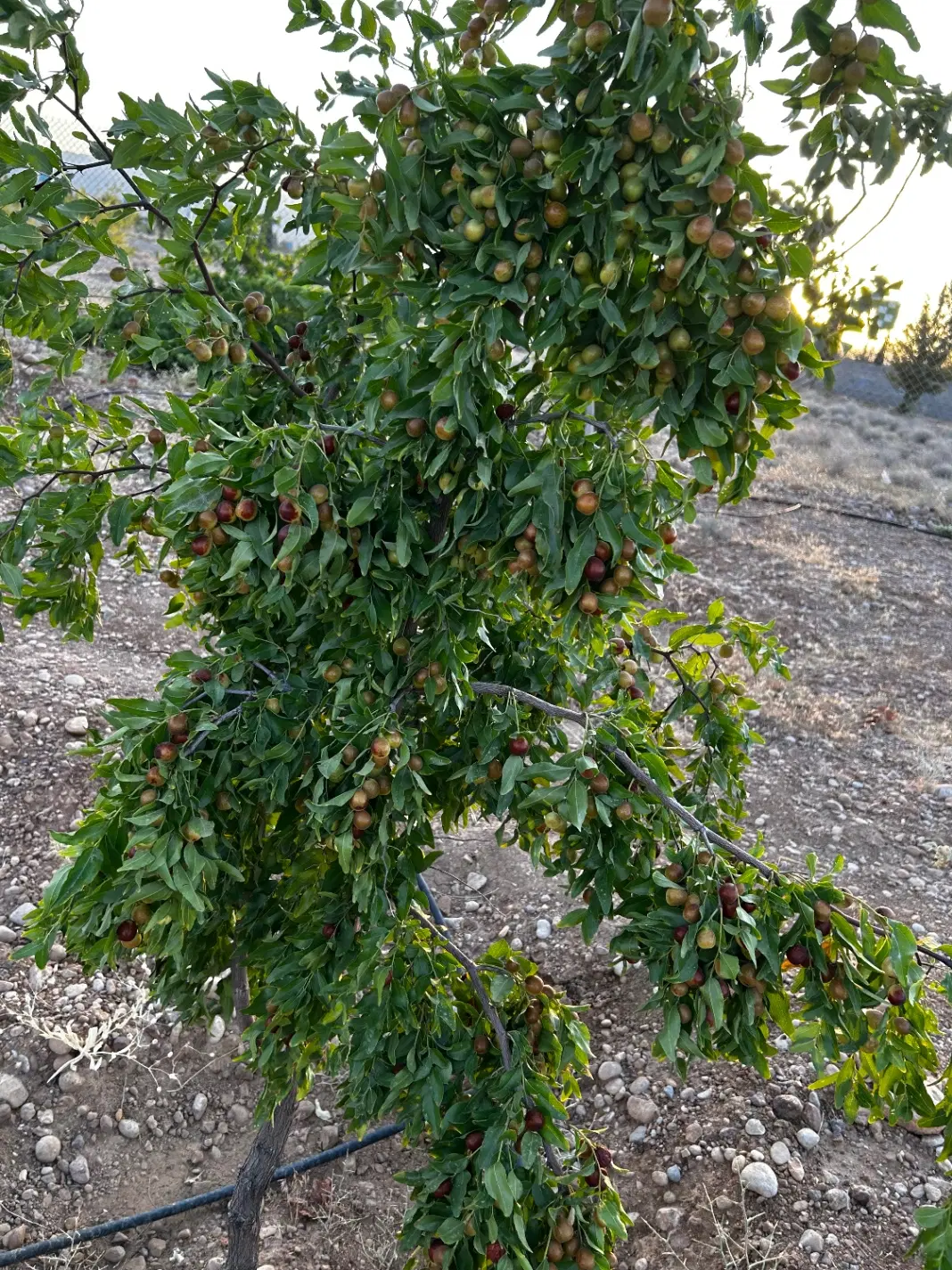 فروش باغ شهری گلستان گویم