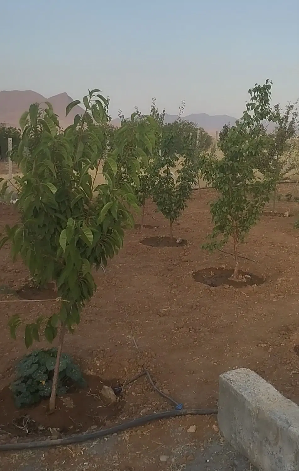زمین باغی فنس کشی باغات روستای سیرکند
